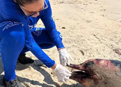 Boto cinza encontrado encalhado na praia Pedra do Sal