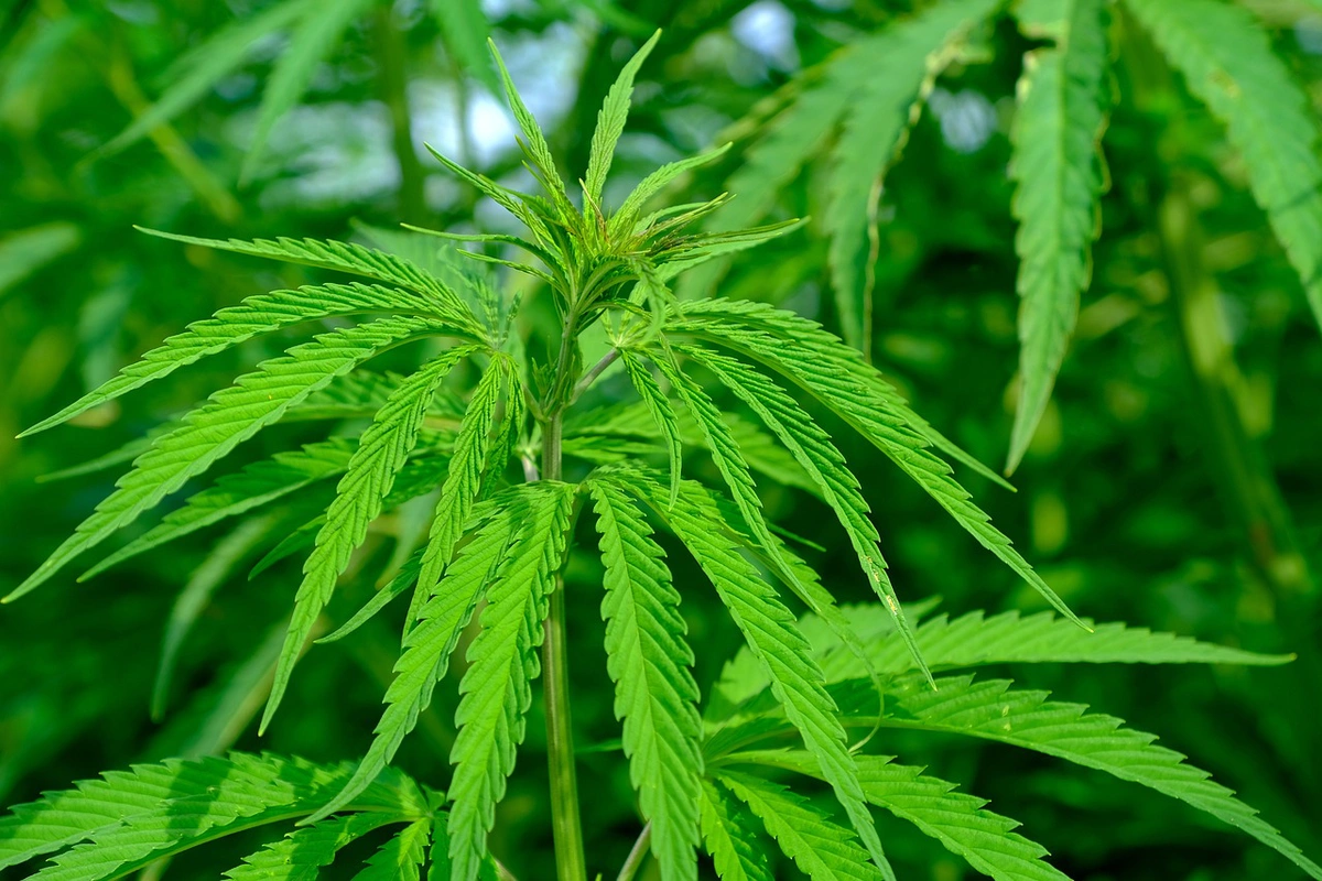 Cannabis