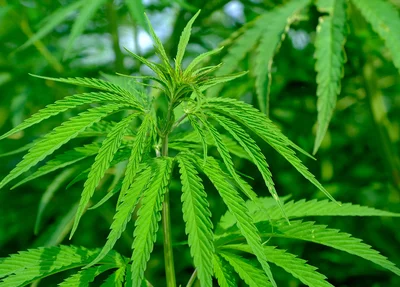 Cannabis
