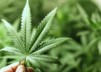 Juiz, determina cancelamento de demissão por justa causa de funcionária com maconha no trabalho