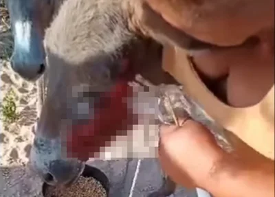 Jumento queimado vivo é resgatado em Parnaíba
