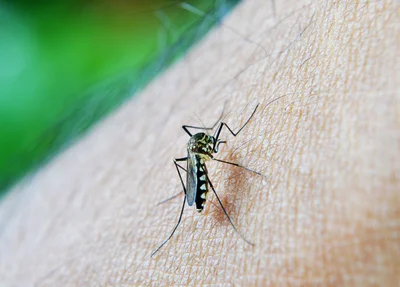 Mosquito da dengue