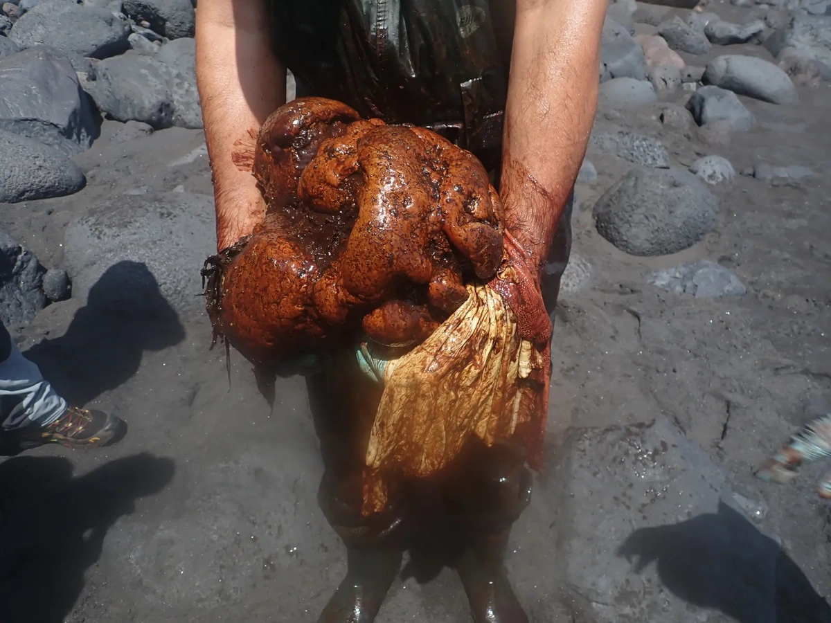 Pedra rara encontrada dentro de baleia cachalote