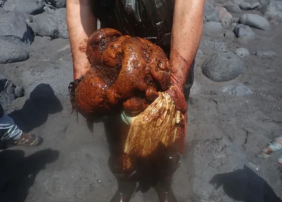 Pedra rara encontrada dentro de baleia cachalote