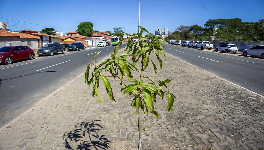 A ação foi desenvolvida pela Semam