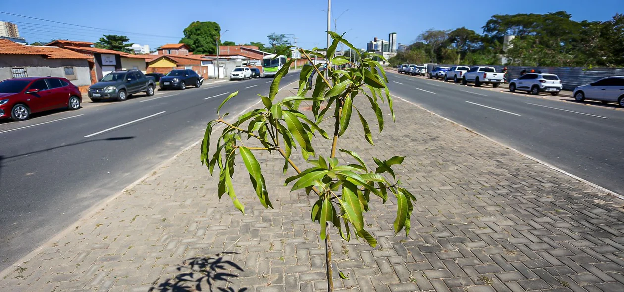 A ação foi desenvolvida pela Semam