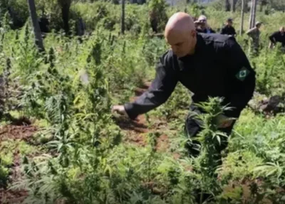 Alexandre de Moraes cortando pé de maconha