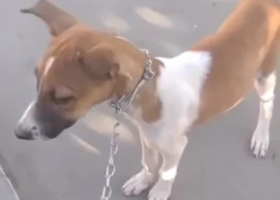 Animal é xingado e puxado pelo agressor