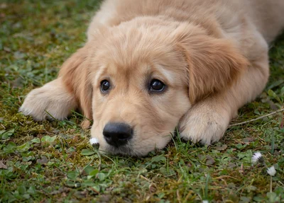 Cachorro