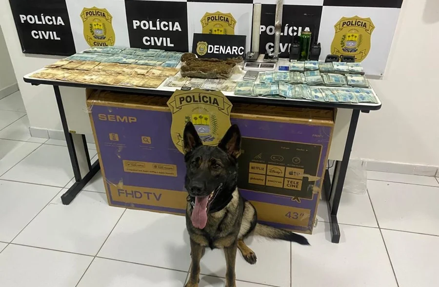 Cadela do Núcleo de Operações com Cães da Polícia Civil que ajudou na localização das drogas e do dinheiro