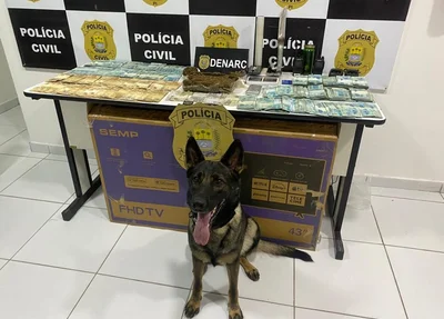 Cadela do Núcleo de Operações com Cães da Polícia Civil que ajudou na localização das drogas e do dinheiro