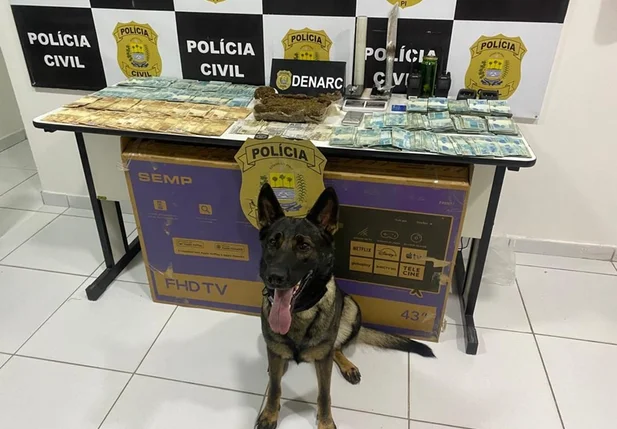 Cadela do Núcleo de Operações com Cães da Polícia Civil que ajudou na localização das drogas e do dinheiro