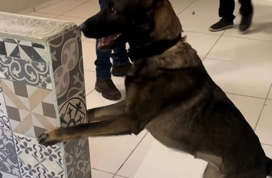 Cadela localizando a droga