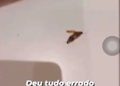 Cliente publicou vídeo após achar barata em lanche de fast food