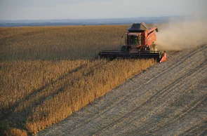 Colheita de soja