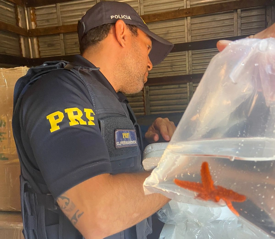 Estrela-do-mar estava em carga apreendida no Litoral do Piauí