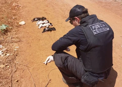 Filhotes de cachorros são encontrados mortos em Picos