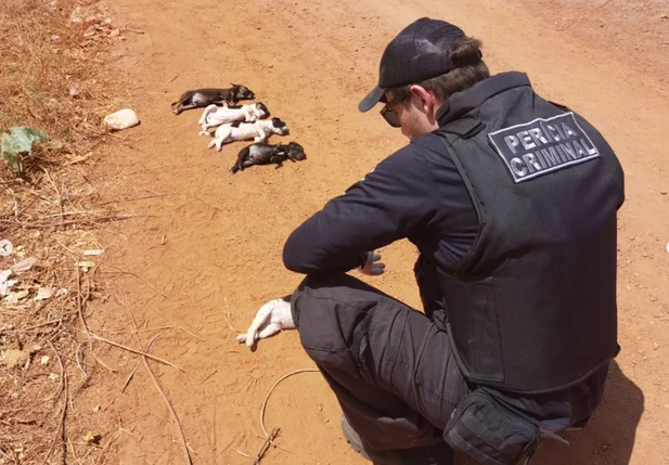 Filhotes de cachorros são encontrados mortos em Picos