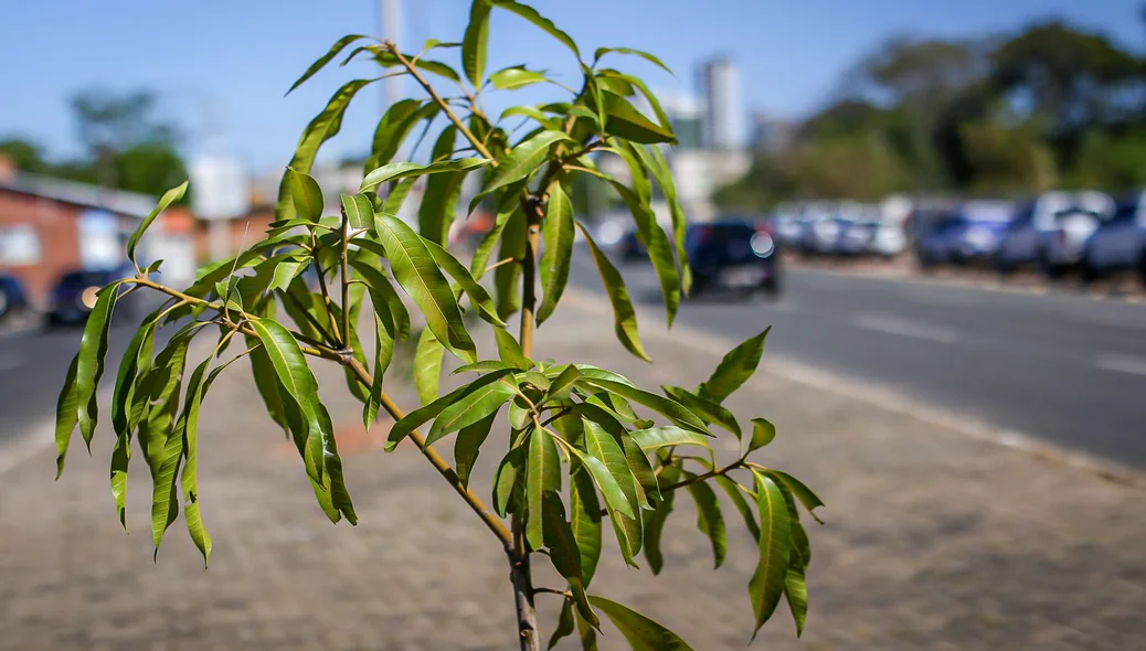 Mudas plantadas no canteiro central da avenida
