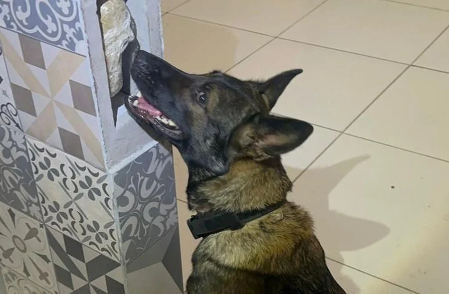 O animal conseguiu encontrar o entorpecente e parte do dinheiro, escondidos dentro de um compartimento oculto de um balcão