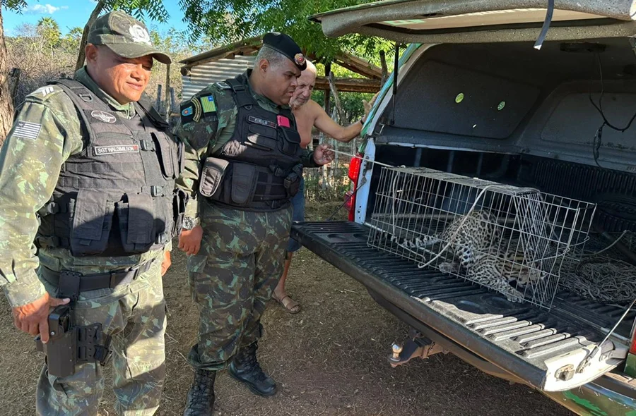 O animal foi encaminhado diretamente para ao Centro de triagem de animais