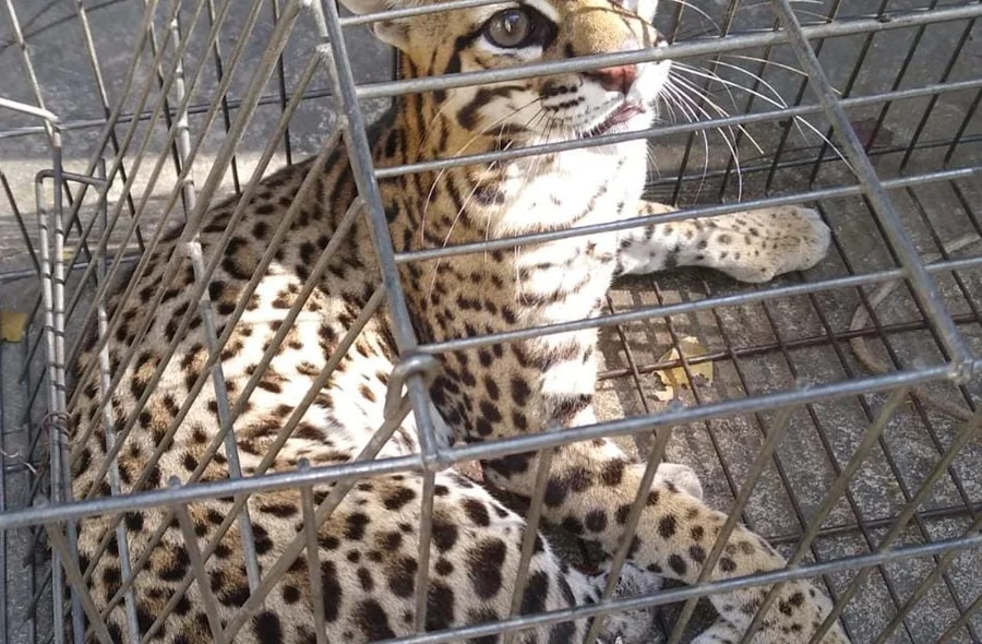O animal teria comido cerca de 60 galinhas