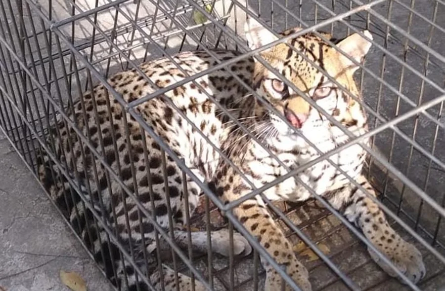 Jaguatirica