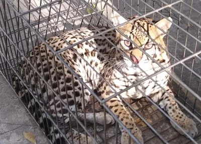 Jaguatirica