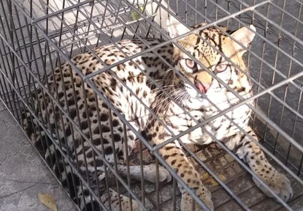 Jaguatirica