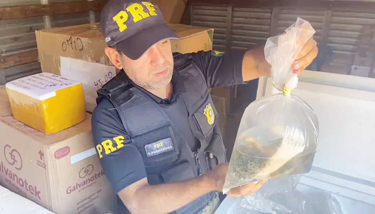 PRF apreendeu os animais na BR 343 em Parnaíba
