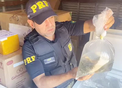 PRF apreendeu os animais na BR 343 em Parnaíba