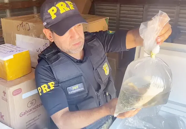 PRF apreendeu os animais na BR 343 em Parnaíba