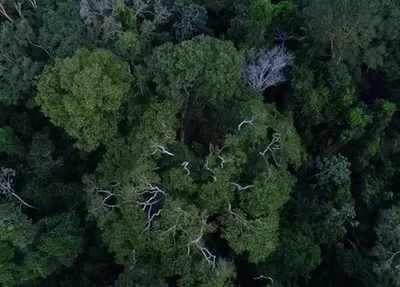 Um helicóptero com três ocupantes desapareceu, na tarde da última quarta-feira (16), na Floresta Amazônica do Amapá