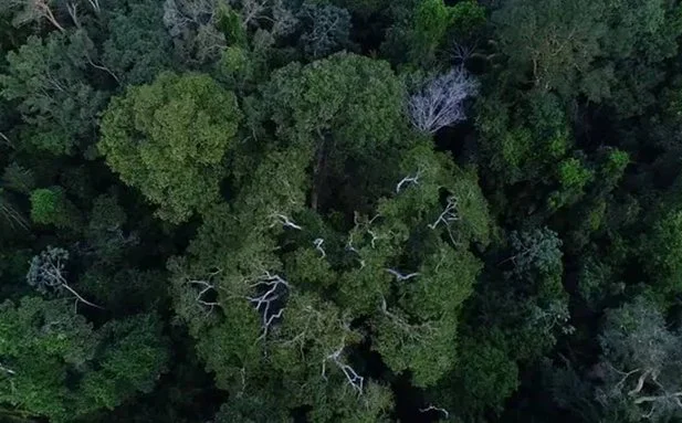 Um helicóptero com três ocupantes desapareceu, na tarde da última quarta-feira (16), na Floresta Amazônica do Amapá