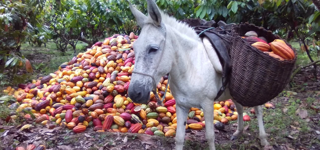 1º Lugar da categoria Paisagens Rurais: “Fazenda Valeria Canavieiras Bahia Cultivo Do Cacau” - Francielly Fernandes Ribeiro (Bahia)