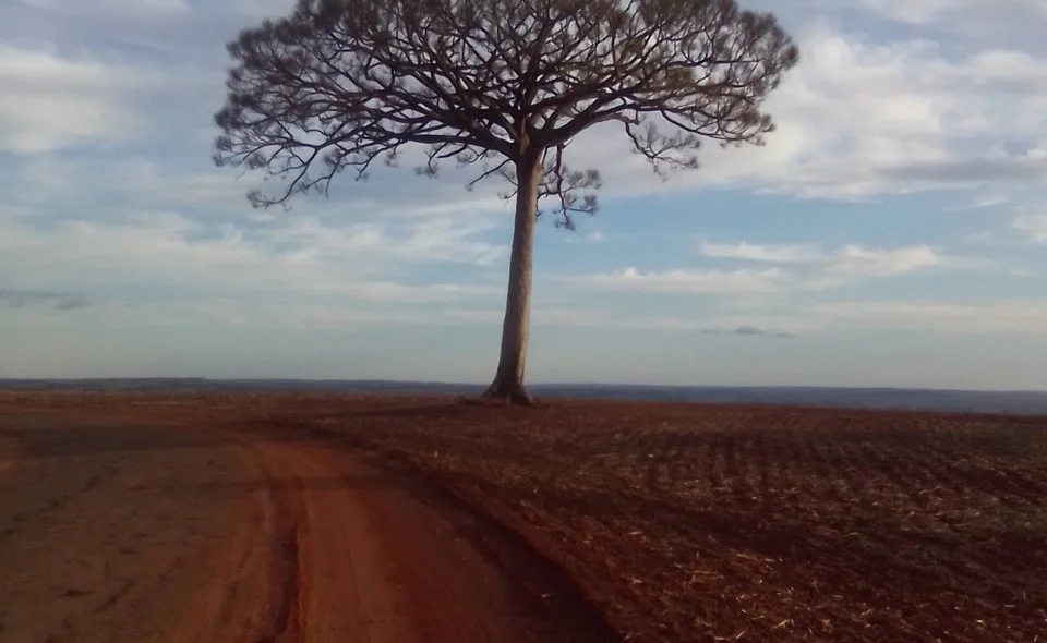 2º Lugar da categoria Paisagens Rurais: “Ype Amarelo Estrada Itaguaje" - Lucimara Arrigoni (Paraná)