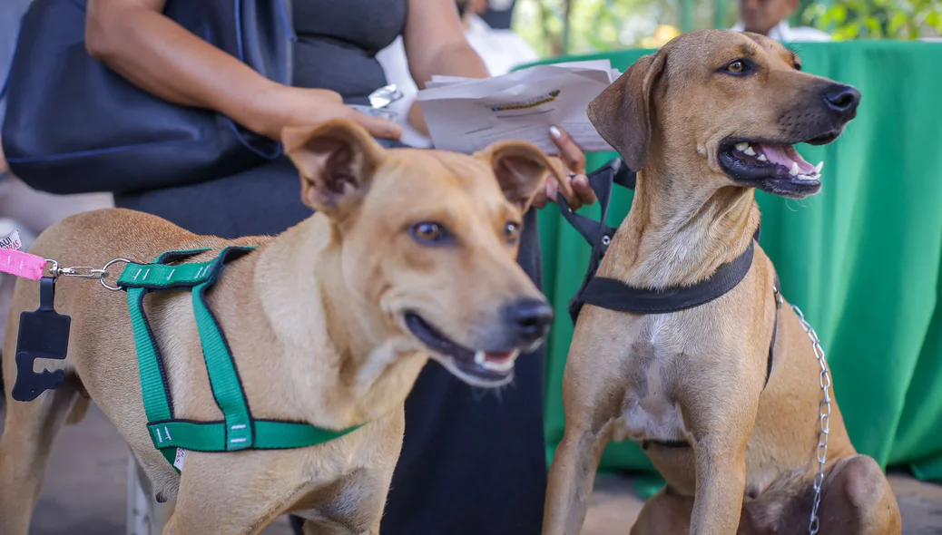 Animais participam do Piauí Pet Castramóvel