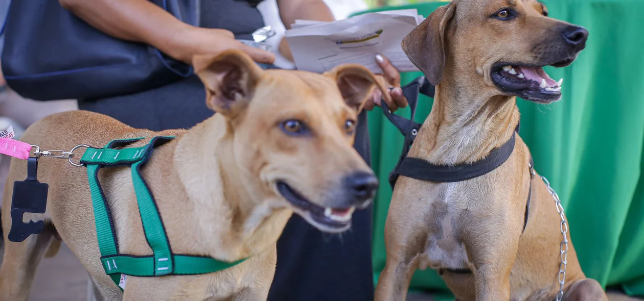 Animais participam do Piauí Pet Castramóvel