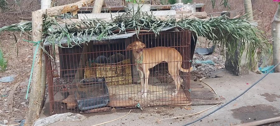 Ao todo foram nove bichos resgatados