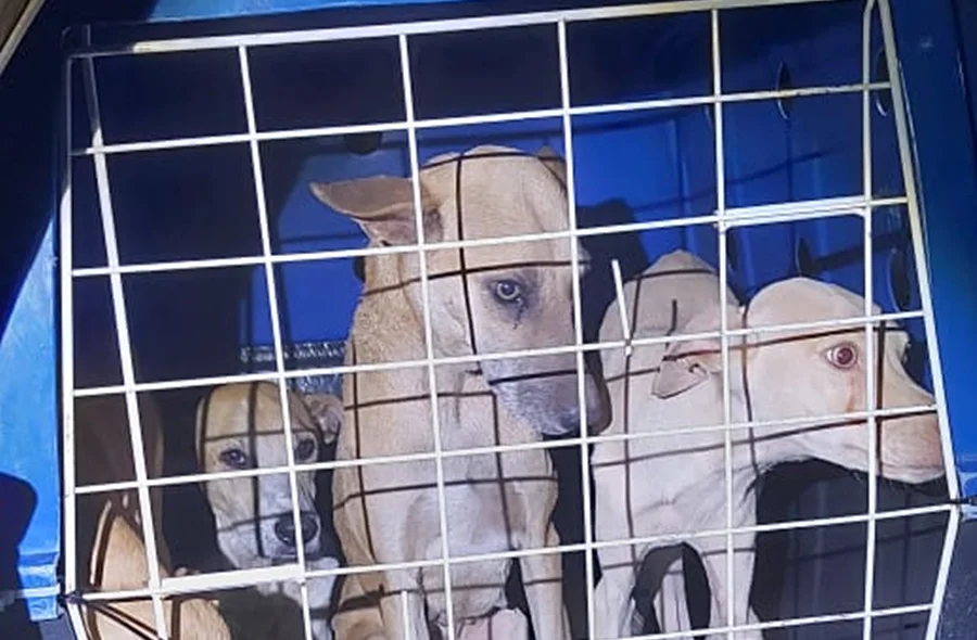 Cachorros resgatados
