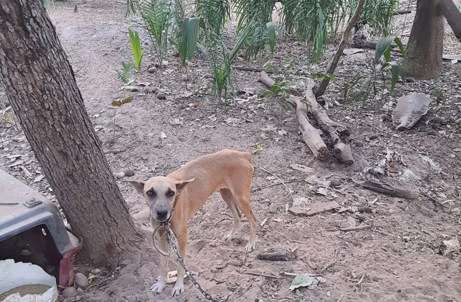 Cão amarrado em árvore