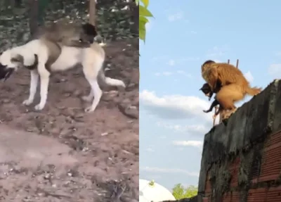 Macaco viralizou nas redes sociais após "sequestrar" filhotes de animais domésticos