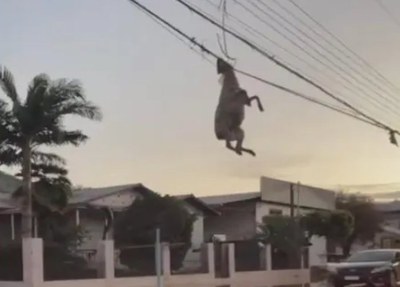 Ovelha fica pendurada em fiação de rua no Rio Grande do Sul