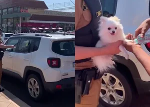 PM resgata cachorro deixado preso dentro de carro no Paraná