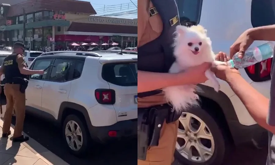 PM resgata cachorro deixado preso dentro de carro no Paraná
