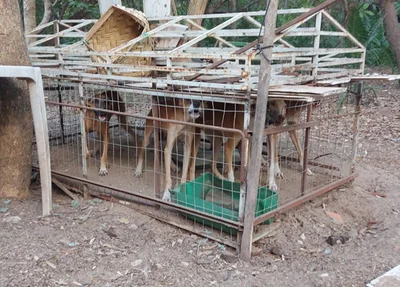 Polícia prende homem por maus tratos a animais em União