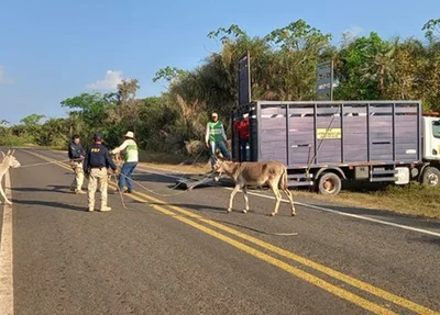 PRF apreendeu 23 animais, entre asininos, bovinos e equinos