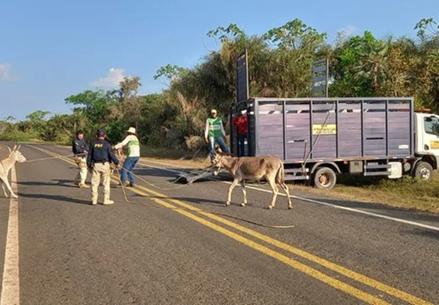 PRF apreendeu 23 animais, entre asininos, bovinos e equinos