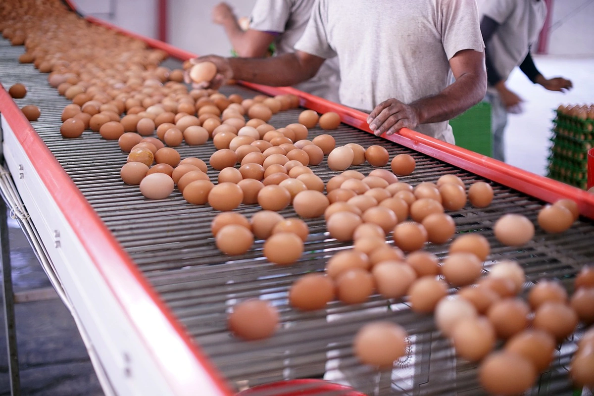 Produção de ovos