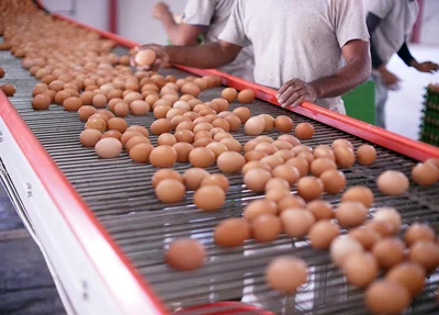 Produção de ovos